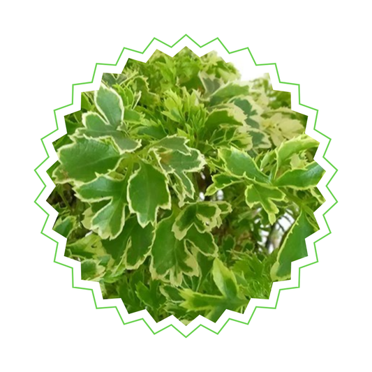 Polyscias Hawaiiana Ming - "Ming-Aralia" - ⭥100cm