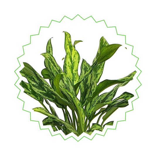 Aglaonema Juliette - ⭥40cm
