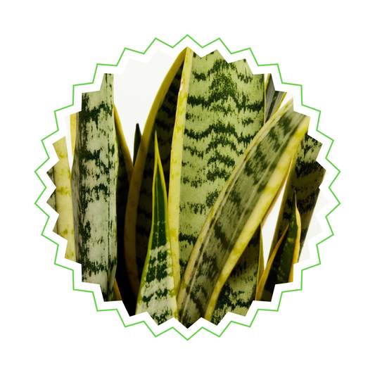 Sansevieria Laurentii - ⭥45cm - mit Pflanztopf ELHO Vibes in Gelb