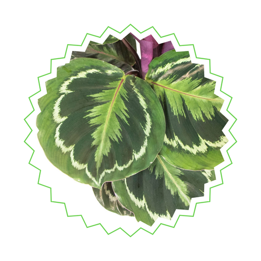 Calathea Medallion - ⭥80cm