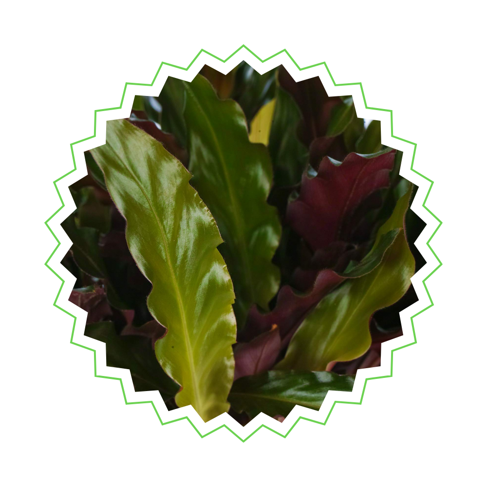 Calathea Elgergrass - ⭥35cm