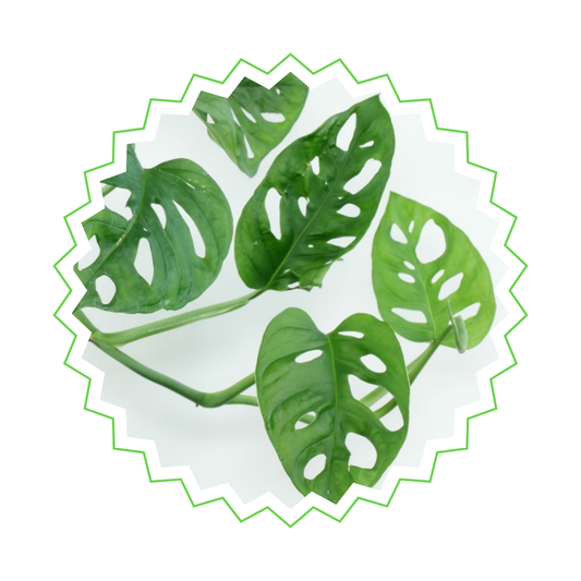 Monstera Obliqua - "Monkey Leaf" - ⭥25cm