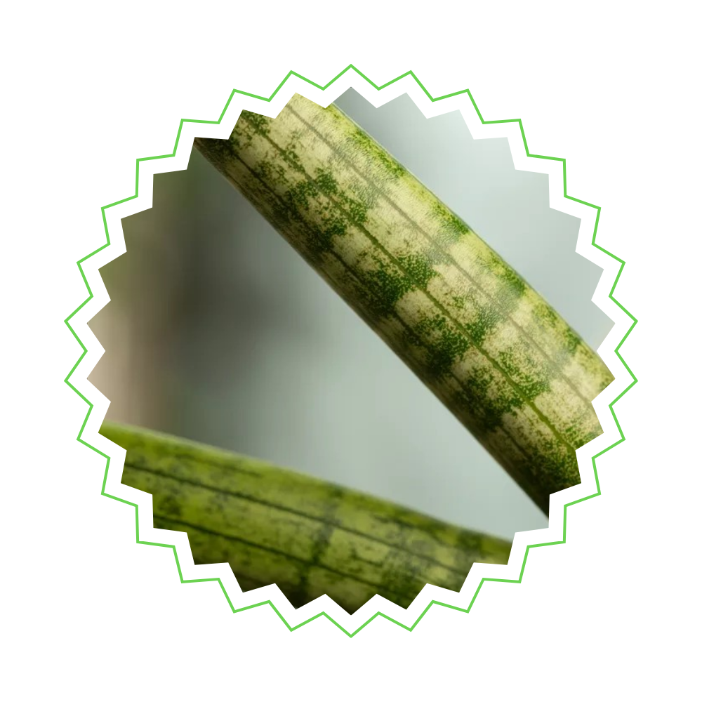 Sansevieria Skyline (⭥25cm) & Spaghetti (⭥40cm) & Bacularis (⭥38cm) - Pflegeleicht