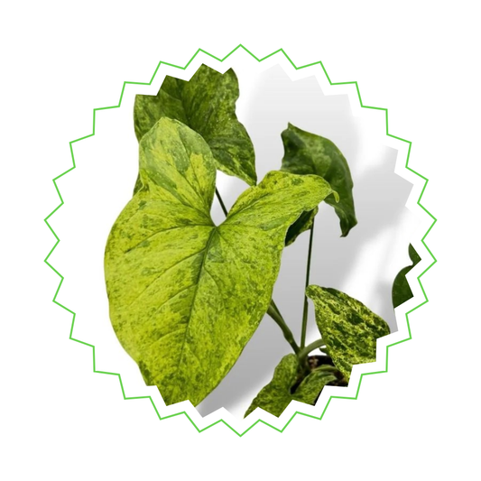 Syngonium Mottled - "Pfeilblatt" - ⭥25cm