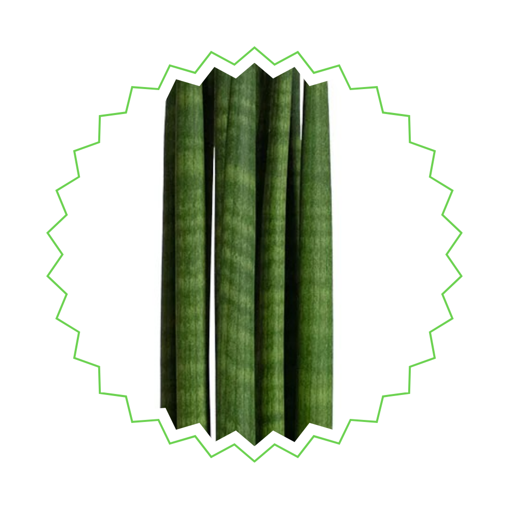 Sansevieria Skyline (⭥25cm) & Spaghetti (⭥40cm) & Bacularis (⭥38cm) - Pflegeleicht