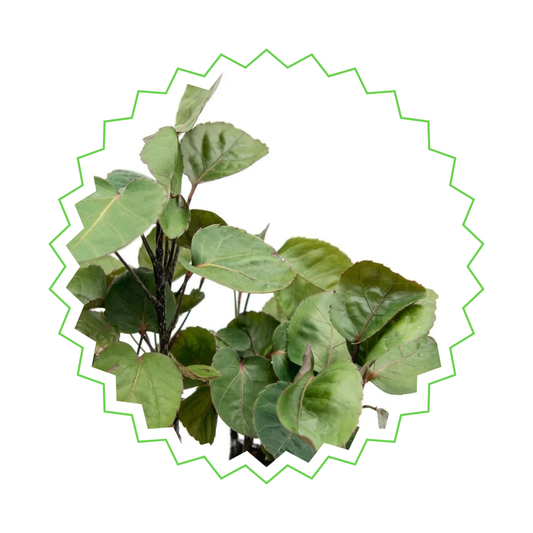 Polyscias Fabian - ⭥45cm