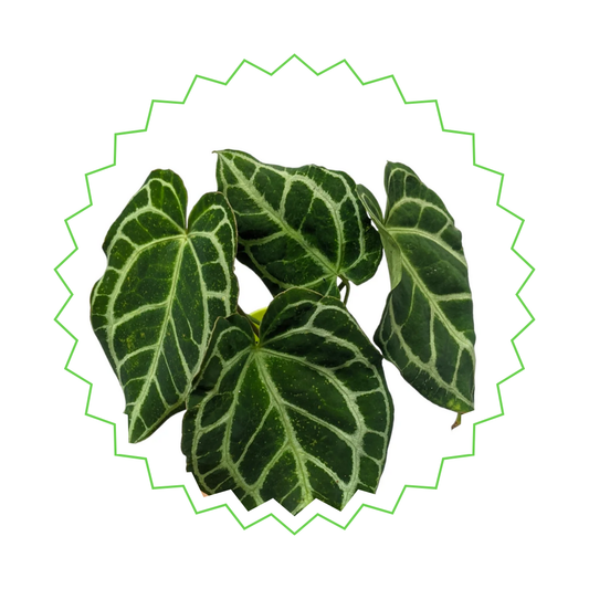 Anthurium Crystallinum - ⭥35cm