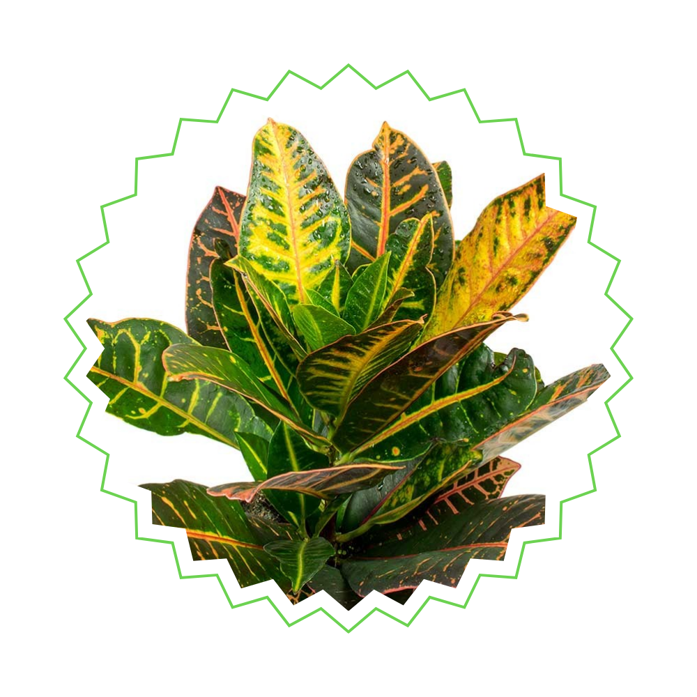 3x Codiaeum Variegatum (⭥25-30cm) - MIX - Croton