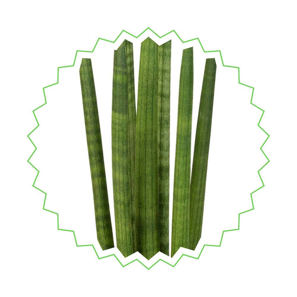 Sansevieria Skyline (⭥25cm) & Spaghetti (⭥40cm) & Bacularis (⭥38cm) - Pflegeleicht