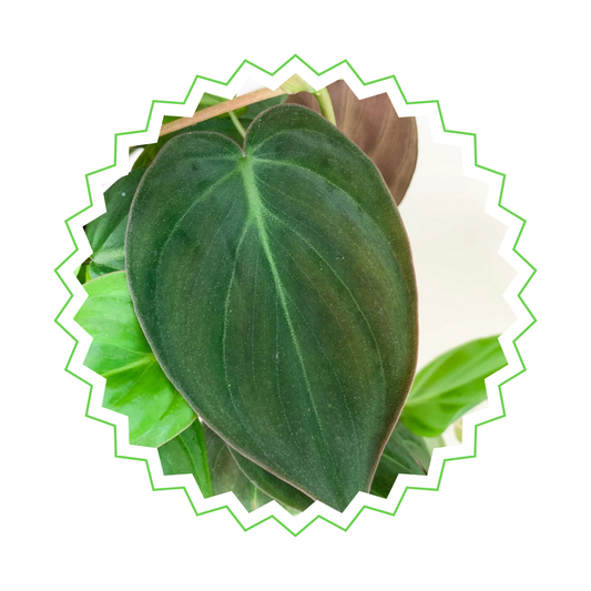 Philodendron Scandens Micans - ⭥25cm