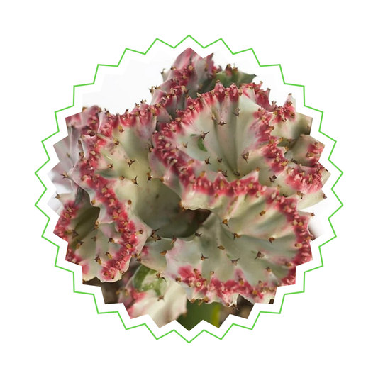 Rote Euphorbia Lactea Cristata - ⭥35cm
