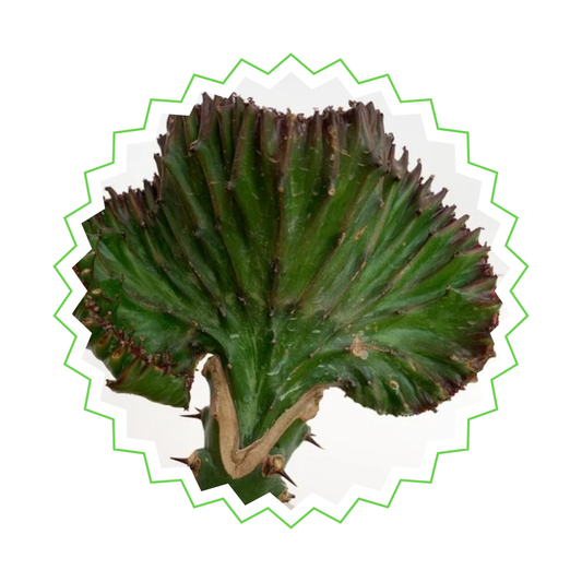 Grüne Euphorbia Lactea Cristata- ⭥35cm