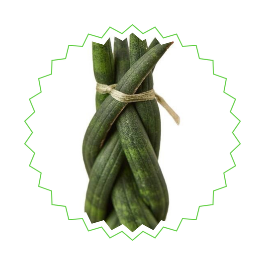 Sansevieria Cylindrica Twist - ⭥40cm - mit Pflanztopf ELHO Vibes in Weiß