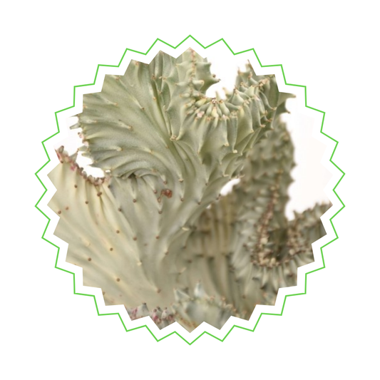 Weiße Euphorbia Lactea Cristata - ⭥35cm