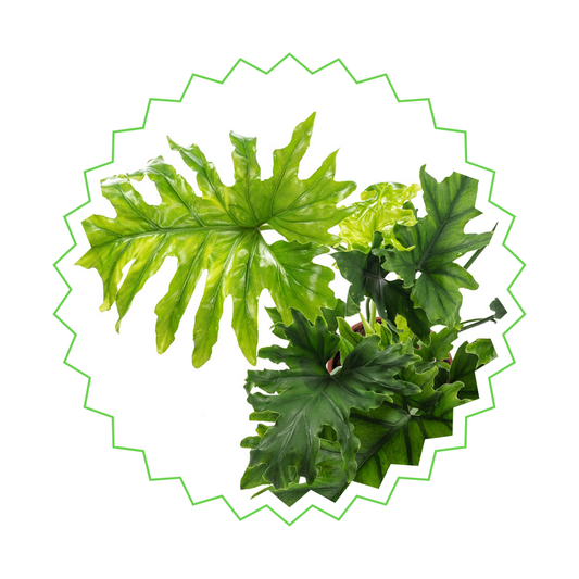 Philodendron Selloum - "Baum-Philodendron" - ⭥100cm