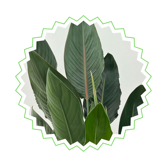 Strelitzia Reginae - "Papageienblume" - ⭥100cm