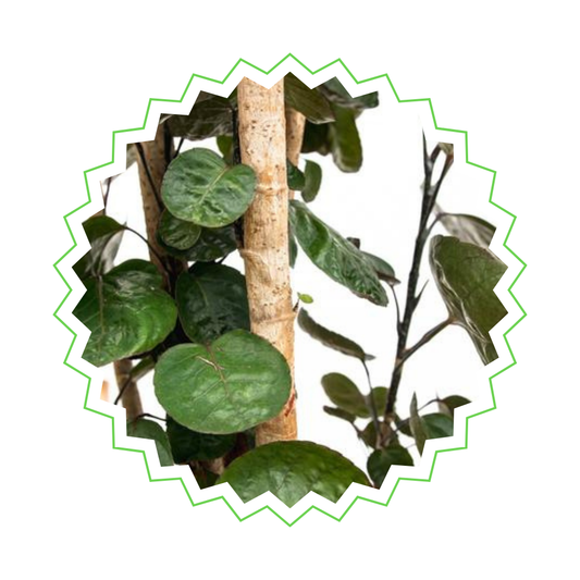 Polyscias Fabian - ⭥160cm