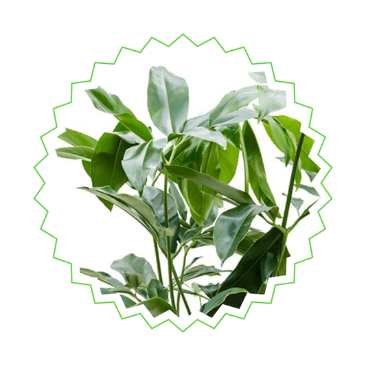 Philodendron Green Wonder - ⭥120cm