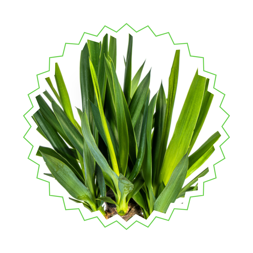 Yucca Elephantipes - "Palmlilie" - ⭥100cm