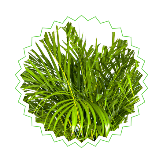 Dypsis Lutescens - "Goldfruchtpalme" - ⭥130cm