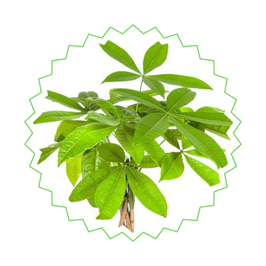 Pachira Aquatica - "Glückskastanie" - ⭥80cm