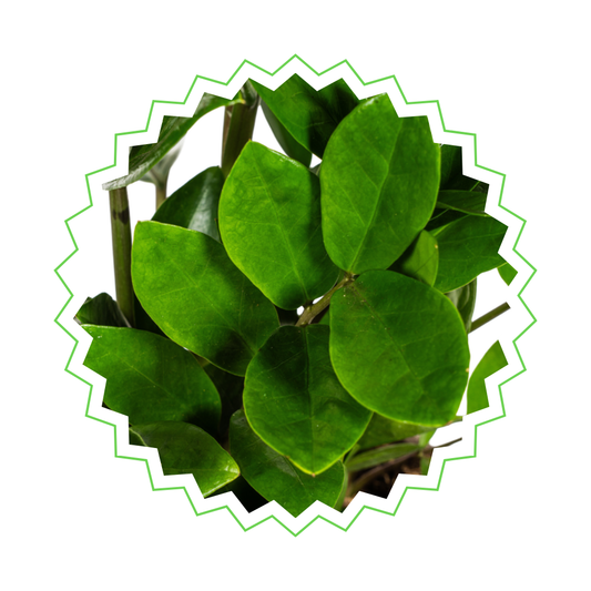 Zamioculcas Zamiifolia - "Glücksfeder" - ⭥45cm