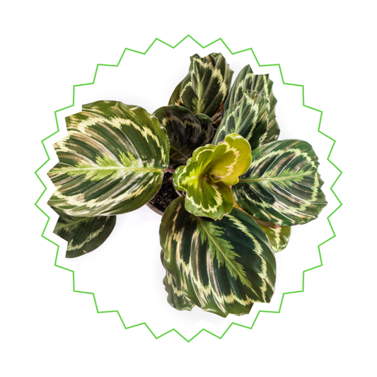 Calathea Medallion - ⭥45cm