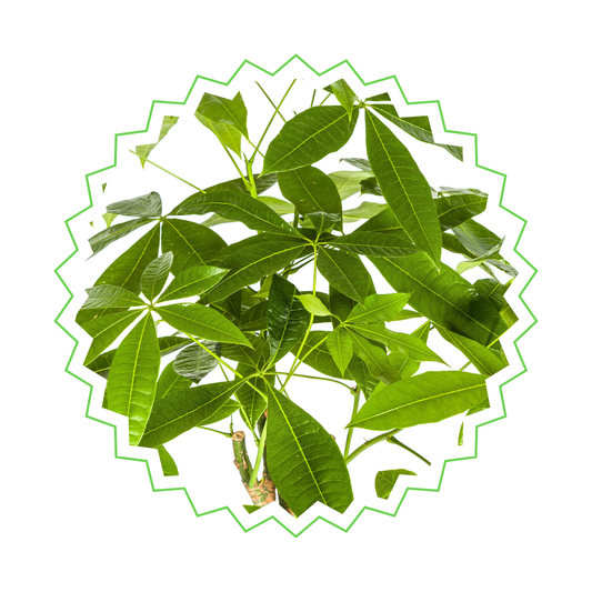 Pachira Aquatica - "Glückskastanie" - ⭥100cm