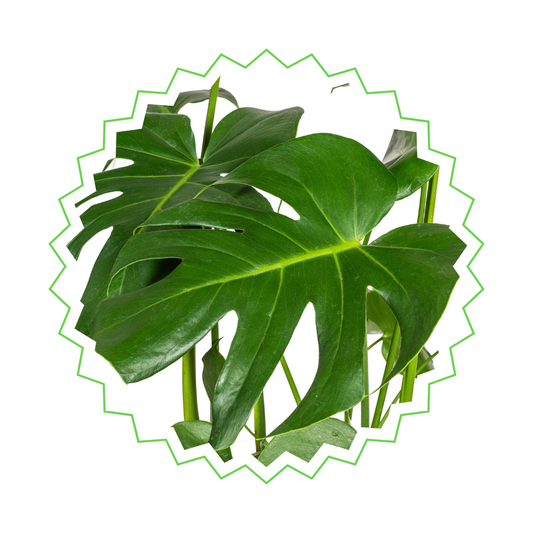 Monstera Deliciosa am Moosstab - "Fensterblatt" - ⭥150cm