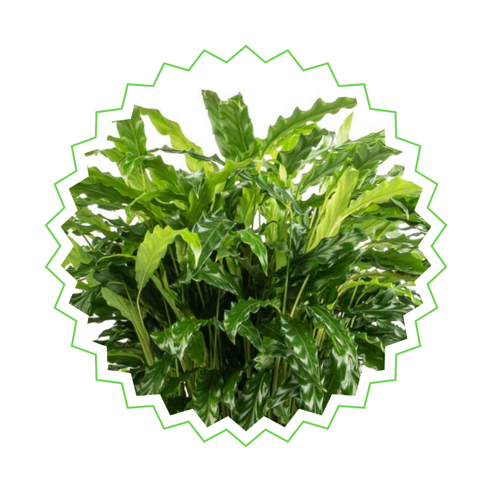 Pflanzenset Calathea Blattduo 1 - Tierfreundlich