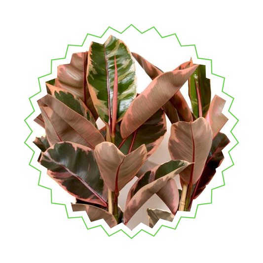 Ficus Elastica Belize - "Gummibaum Belize" - ⭥130cm