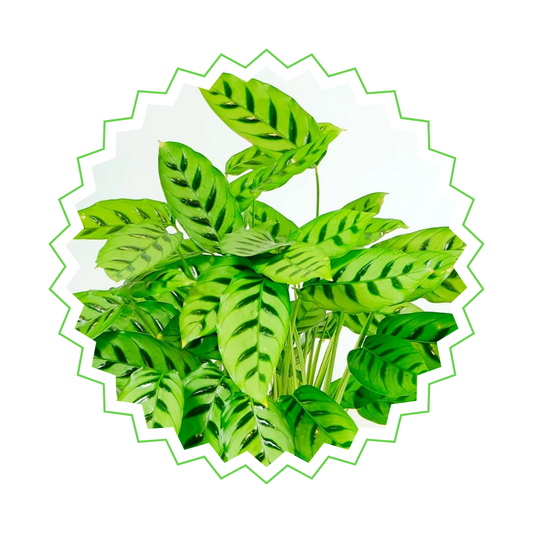 Calathea Leopardina - ⭥40cm - mit Pflanztopf ELHO Jazz in Lila