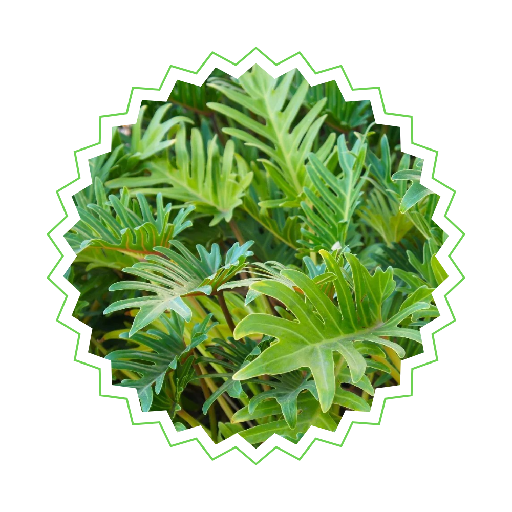 Philodendron Xanadu - ⭥80cm
