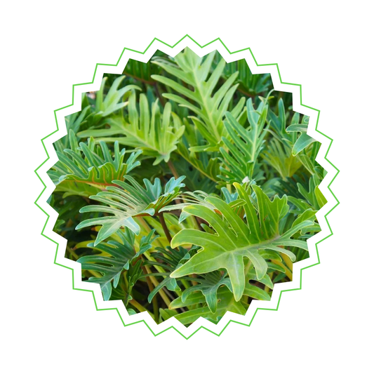 Philodendron Xanadu - ⭥80cm