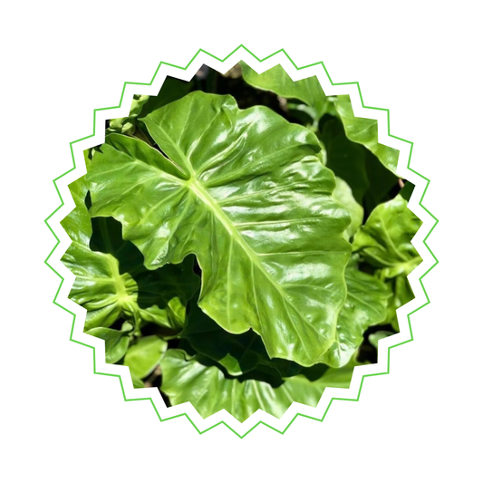 Alocasia Low Rider - ⭥75cm