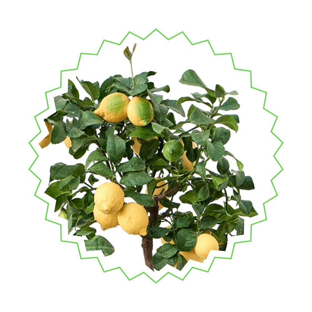 Citrus Calamondin - "Kalamondin-Zitrus" - ⭥150cm