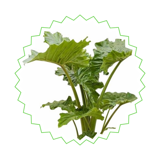 Alocasia Portodora - "Wellen-Elefantenohr" - ⭥140cm