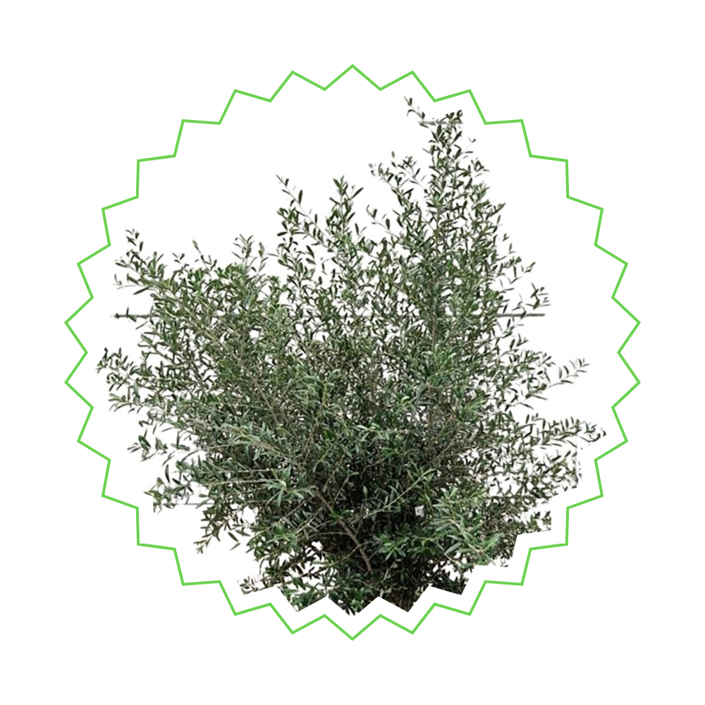Olea Europaea - "Olivenbaum" - ⭥170cm
