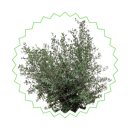 Olea Europaea - "Olivenbaum" - ⭥180cm