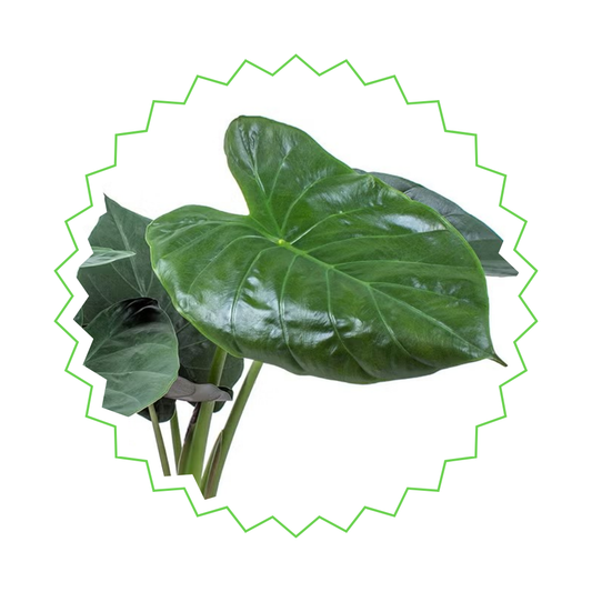 Alocasia Wentii - "Purpur-Elefantenohr" - ⭥120cm