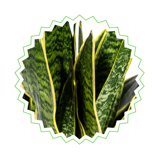 Sansevieria Trifasciata "Futura Superba" - ⭥50cm