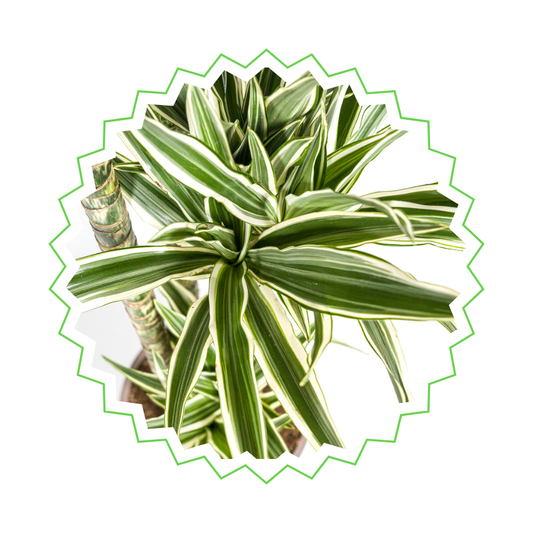Dracaena Deremensis "White Stripe" - ⭥180cm