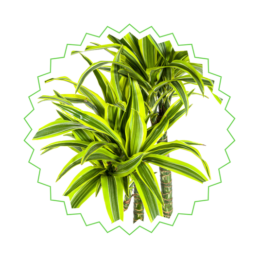 Dracaena Deremensis "Lemon Lime" - ⭥180cm