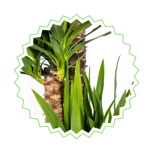 Yucca Elephantipes - "Palmlilie" - ⭥130cm