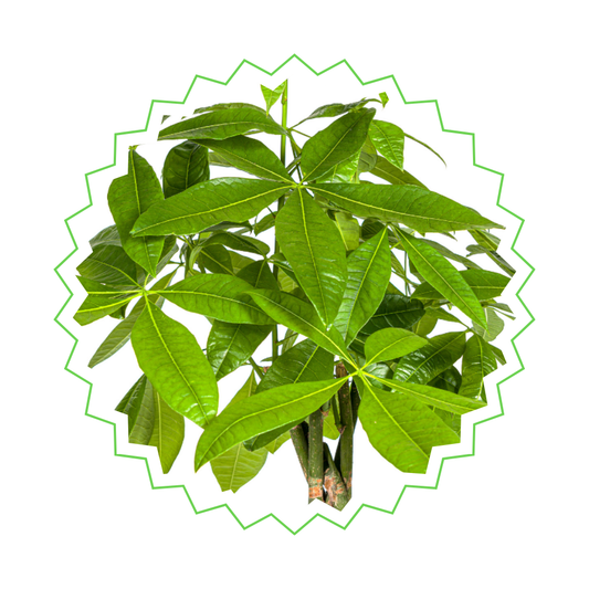 Pachira Aquatica - "Glückskastanie" - ⭥140cm