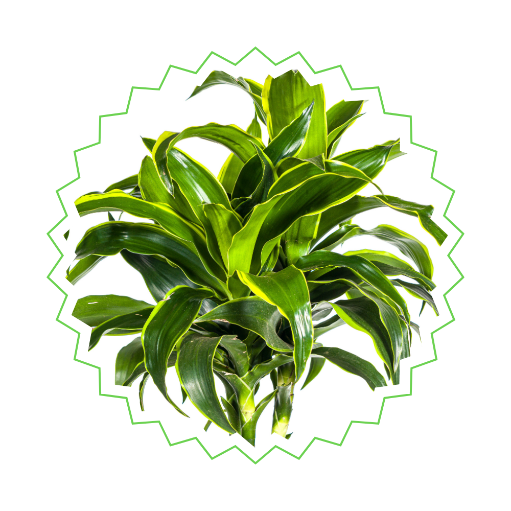 Dracaena Deremensis "Dorado" - ⭥180cm