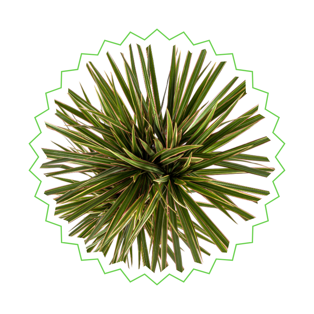 Dracaena Marginata "Bicolor" - ⭥120cm
