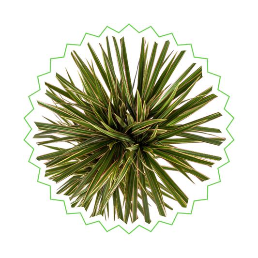 Drachenbaum "Bicolor" - ⭥120cm