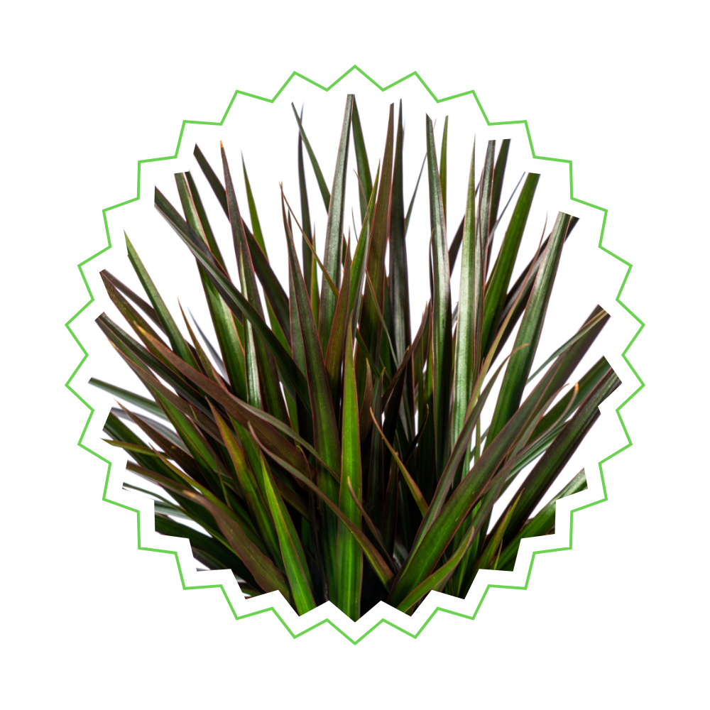 Dracaena Marginata "Magenta" - ⭥140cm