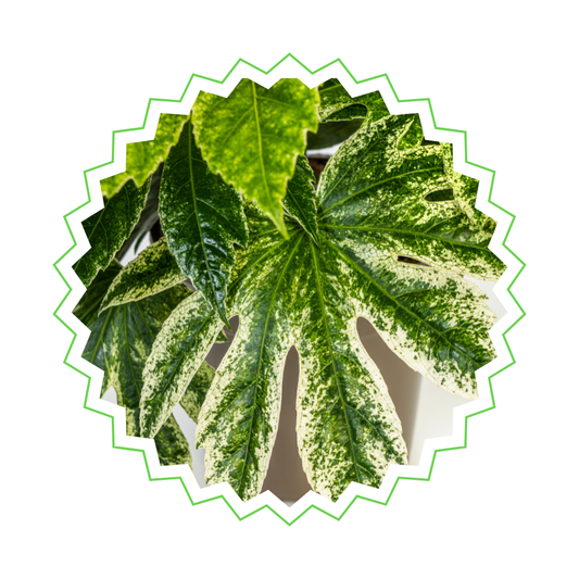 Fatsia Japonica Spider's Web - "Japanische Aralie" - ⭥45cm